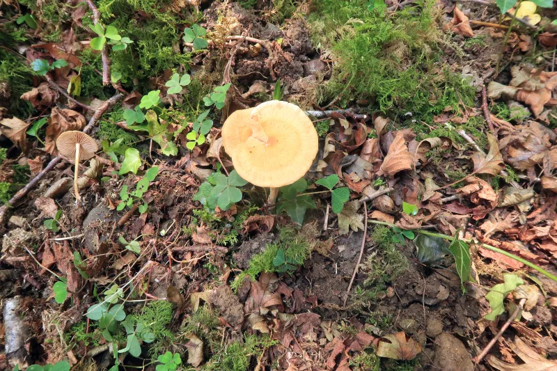 Agrocybe arvalis 1 - IMG_8770